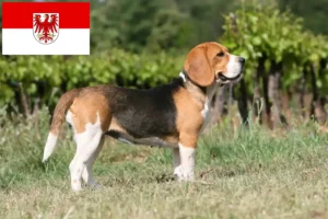 Read more about the article Brandenburg’da Beagle yetiştiricileri ve köpek yavruları