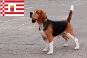 Read more about the article Bremen’deki Beagle yetiştiricileri ve köpek yavruları