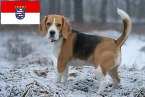 Read more about the article Hessen’deki Beagle yetiştiricileri ve köpek yavruları