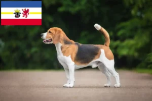 Read more about the article Mecklenburg-Vorpommern’deki Beagle yetiştiricileri ve köpek yavruları