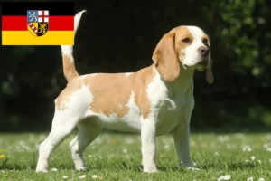 Read more about the article Saarland’da Beagle yetiştiricileri ve köpek yavruları