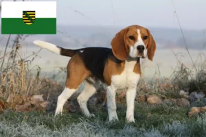 Read more about the article Saksonya’daki Beagle yetiştiricileri ve köpek yavruları