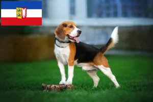 Read more about the article Schleswig-Holstein’da Beagle yetiştiricileri ve köpek yavruları