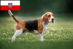 Read more about the article Thüringen’deki Beagle yetiştiricileri ve köpek yavruları