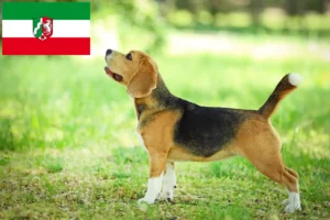 Read more about the article Kuzey Ren-Vestfalya’da Beagle yetiştiricileri ve köpek yavruları