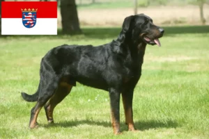 Read more about the article Hessen’de Beauceron yetiştiricileri ve köpek yavruları
