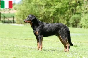 Read more about the article İtalya’da Beauceron yetiştiricileri ve köpek yavruları