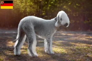 Read more about the article Rhineland-Palatinate’de Bedlington Terrier yetiştiricileri ve köpek yavruları
