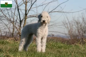 Read more about the article Saksonya’da Bedlington Terrier yetiştiricileri ve köpek yavruları