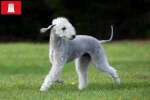 Read more about the article Hamburg’da Bedlington Terrier yetiştiricileri ve köpek yavruları