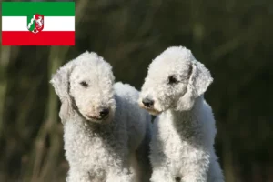 Read more about the article Kuzey Ren-Vestfalya’da Bedlington Terrier yetiştiricileri ve köpek yavruları