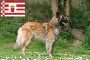 Read more about the article Bremen’de Belçika Çoban Köpeği Yetiştiricisi ve Yavruları