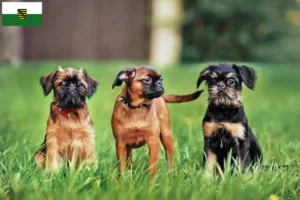 Read more about the article Saksonya’da Belçika Cüce Grifonu yetiştiricileri ve köpek yavruları