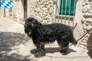 Read more about the article Bavyera’da Bergamasker Çoban Köpeği Yetiştiricisi ve Yavruları