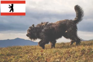 Read more about the article Berlin’de Bergamasker Çoban Köpeği Yetiştiricisi ve Yavruları