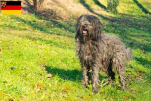 Read more about the article Rheinland-Pfalz’da Bergamasker Çoban Köpeği Yetiştiricisi ve Yavruları