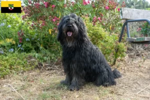 Read more about the article Saksonya-Anhalt’da Bergamasker Çoban Köpeği Yetiştiricisi ve Yavruları