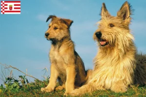 Read more about the article Bremen’de Berger de Picardie yetiştiricileri ve köpek yavruları