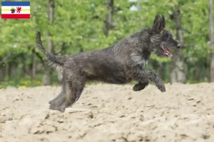 Read more about the article Mecklenburg-Vorpommern’deki Berger de Picardie yetiştiricileri ve köpek yavruları