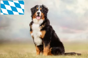 Read more about the article Bavyera’da Bernese Dağ Köpeği Yetiştiricisi ve Yavruları