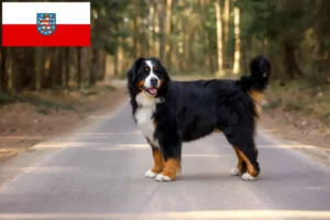 Read more about the article Thuringia’da Bernese Dağ Köpeği Yetiştiricisi ve Yavruları