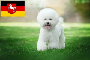 Read more about the article Aşağı Saksonya’da Bichon Frisé yetiştiricileri ve köpek yavruları