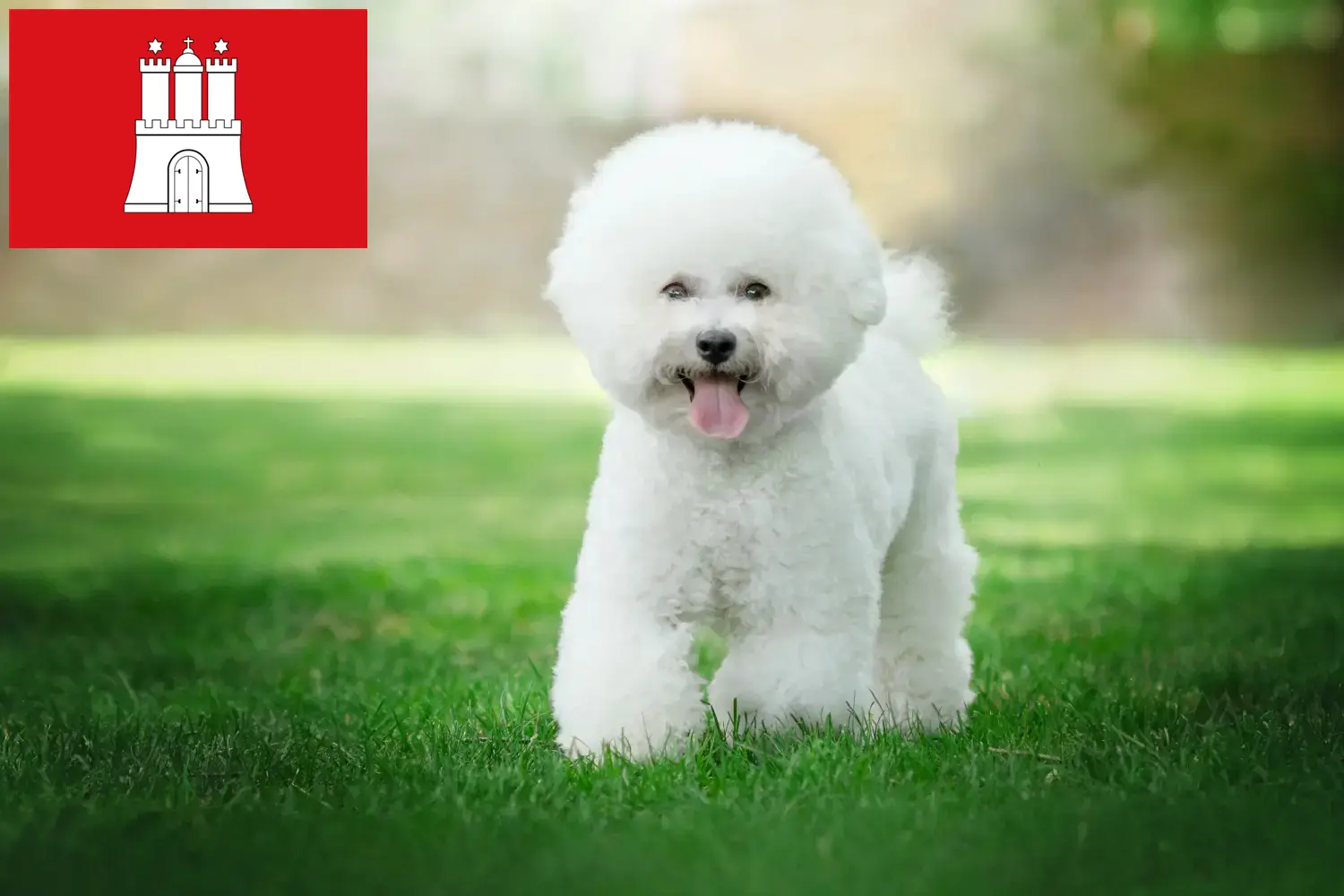 Read more about the article Hamburg’da Bichon Frisé yetiştiricileri ve köpek yavruları