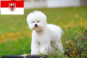 Read more about the article Brandenburg’da Bichon Frisé yetiştiricileri ve köpek yavruları
