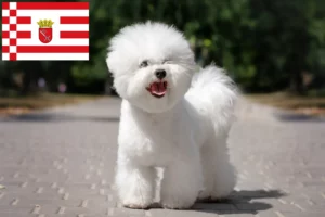 Read more about the article Bremen’de Bichon Frisé yetiştiricileri ve köpek yavruları