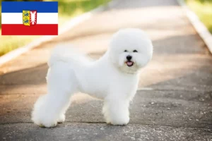 Read more about the article Schleswig-Holstein’da Bichon Frisé yetiştiricileri ve köpek yavruları