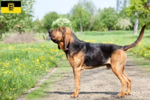 Read more about the article Baden-Württemberg’de Bloodhound yetiştiricileri ve köpek yavruları