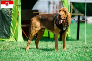 Read more about the article Brandenburg’da Bloodhound yetiştiricileri ve köpek yavruları