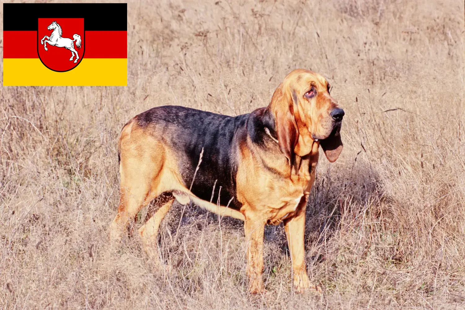 Bloodhound yavru köpek ve yetiştiricileri Aşağı Saksonya Burada Aşağı Saksonya'daki Bloodhounds yetiştiricilerini bulabilirsiniz.