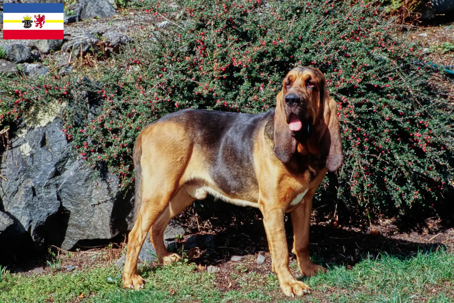 Read more about the article Mecklenburg-Vorpommern’de Bloodhound yetiştiricileri ve köpek yavruları