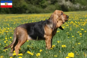 Read more about the article Schleswig-Holstein’da Bloodhound yetiştiricileri ve köpek yavruları