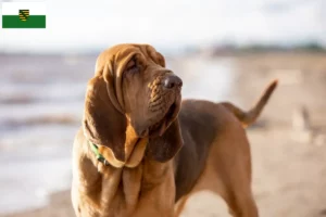 Read more about the article Saksonya’daki Bloodhound yetiştiricileri ve köpek yavruları