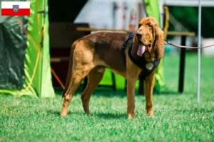Read more about the article Thüringen’deki Bloodhound yetiştiricileri ve köpek yavruları
