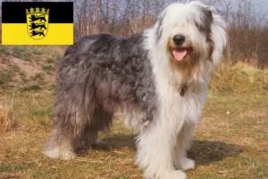 Read more about the article Baden-Württemberg’de Bobtail yetiştiricileri ve köpek yavruları