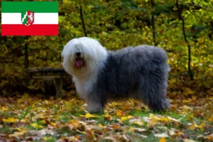 Read more about the article Kuzey Ren-Vestfalya’daki Bobtail yetiştiricileri ve köpek yavruları