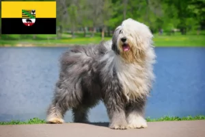 Read more about the article Saksonya-Anhalt’daki Bobtail yetiştiricileri ve köpek yavruları