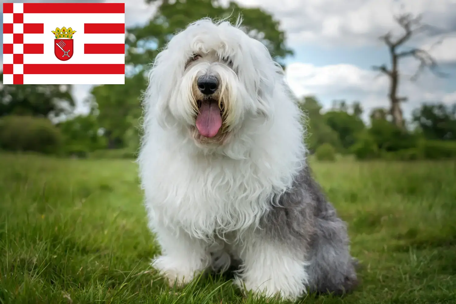 Read more about the article Bremen’deki Bobtail yetiştiricileri ve köpek yavruları