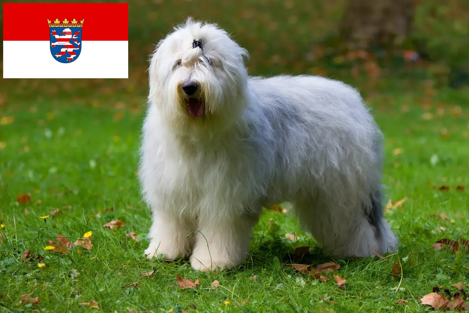 Bobtail yavru köpek ve yetiştiricileri Hessen Burada Hessen'deki Bobtail yetiştiricilerini bulabilirsiniz.
