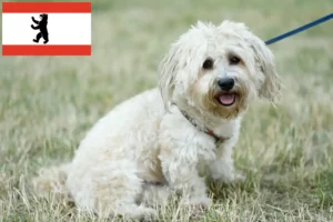 Read more about the article Berlin’de Bolognese yetiştiricileri ve köpek yavruları