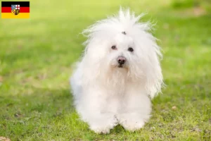 Read more about the article Saarland’da Bolognese yetiştiricileri ve köpek yavruları