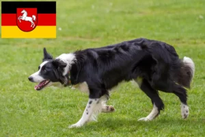 Read more about the article Aşağı Saksonya’da Border Collie yetiştiricileri ve köpek yavruları
