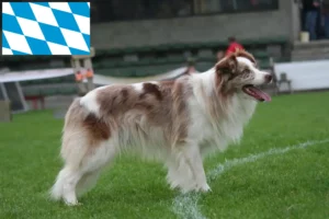 Read more about the article Bavyera’da Border Collie yetiştiricileri ve köpek yavruları