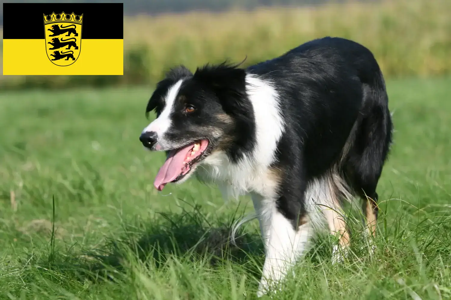 Read more about the article Baden-Württemberg’de Border Collie yetiştiricileri ve köpek yavruları