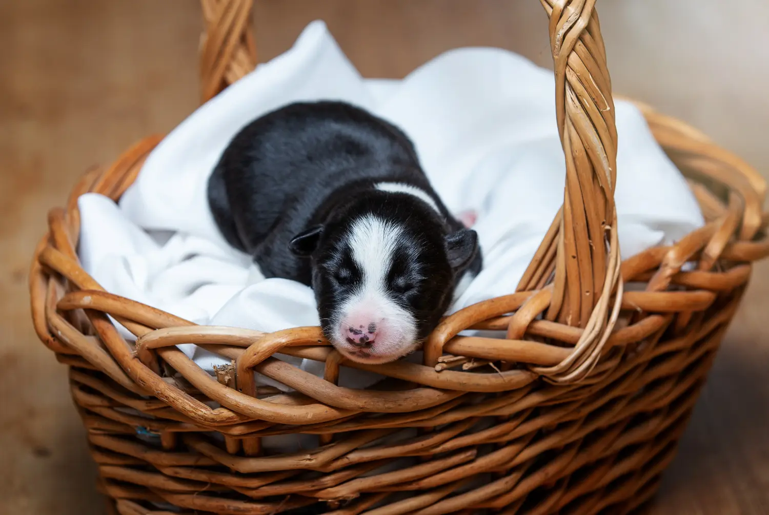 Bir Border Collie yavrusu satın almak sorumluluk almak demektir! Border Collie yavru köpek satın alın.