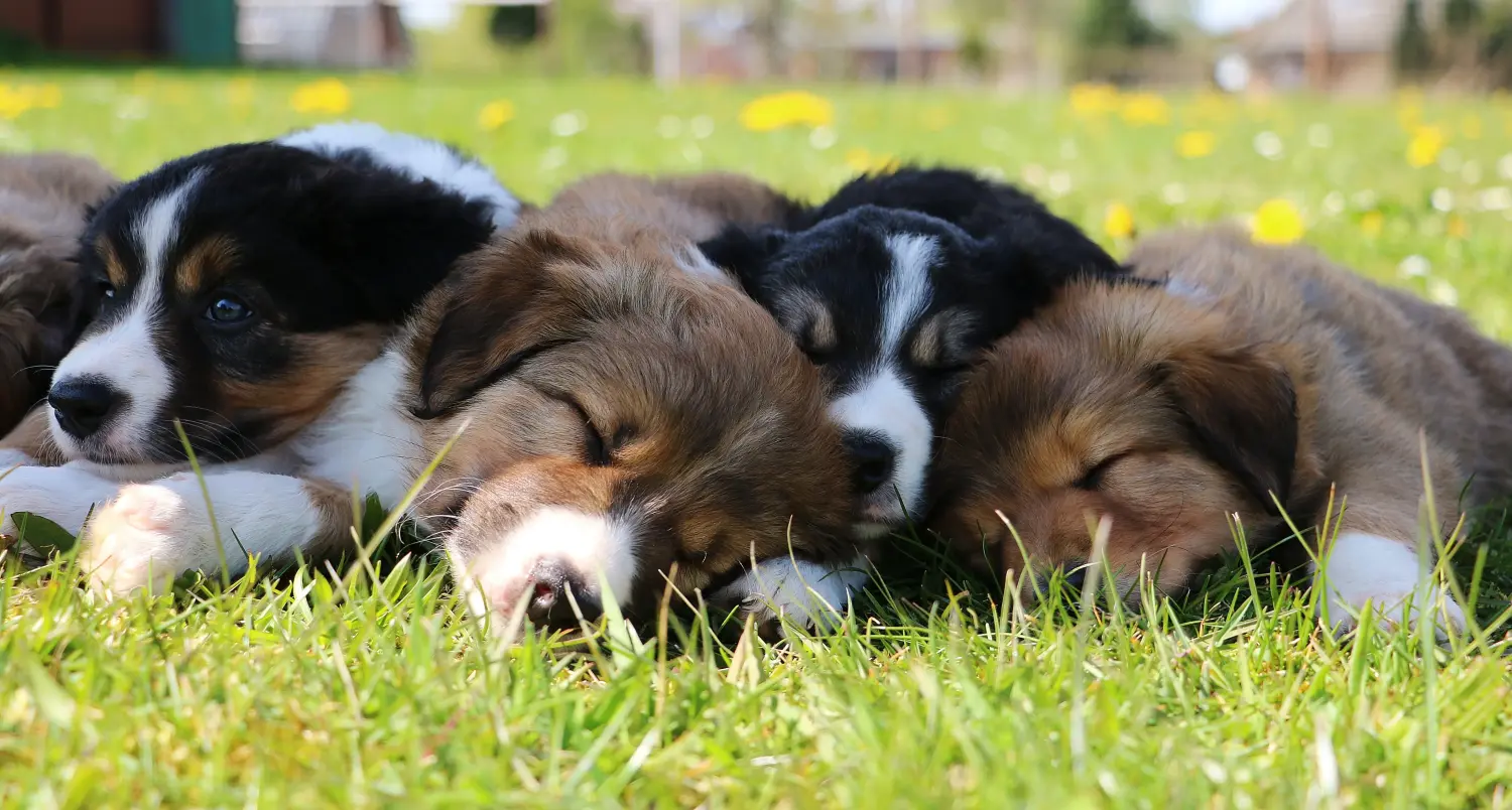 Bir Border Collie yavrusu satın almak sorumluluk almak demektir! Border Collie yavru köpek satın alın.
