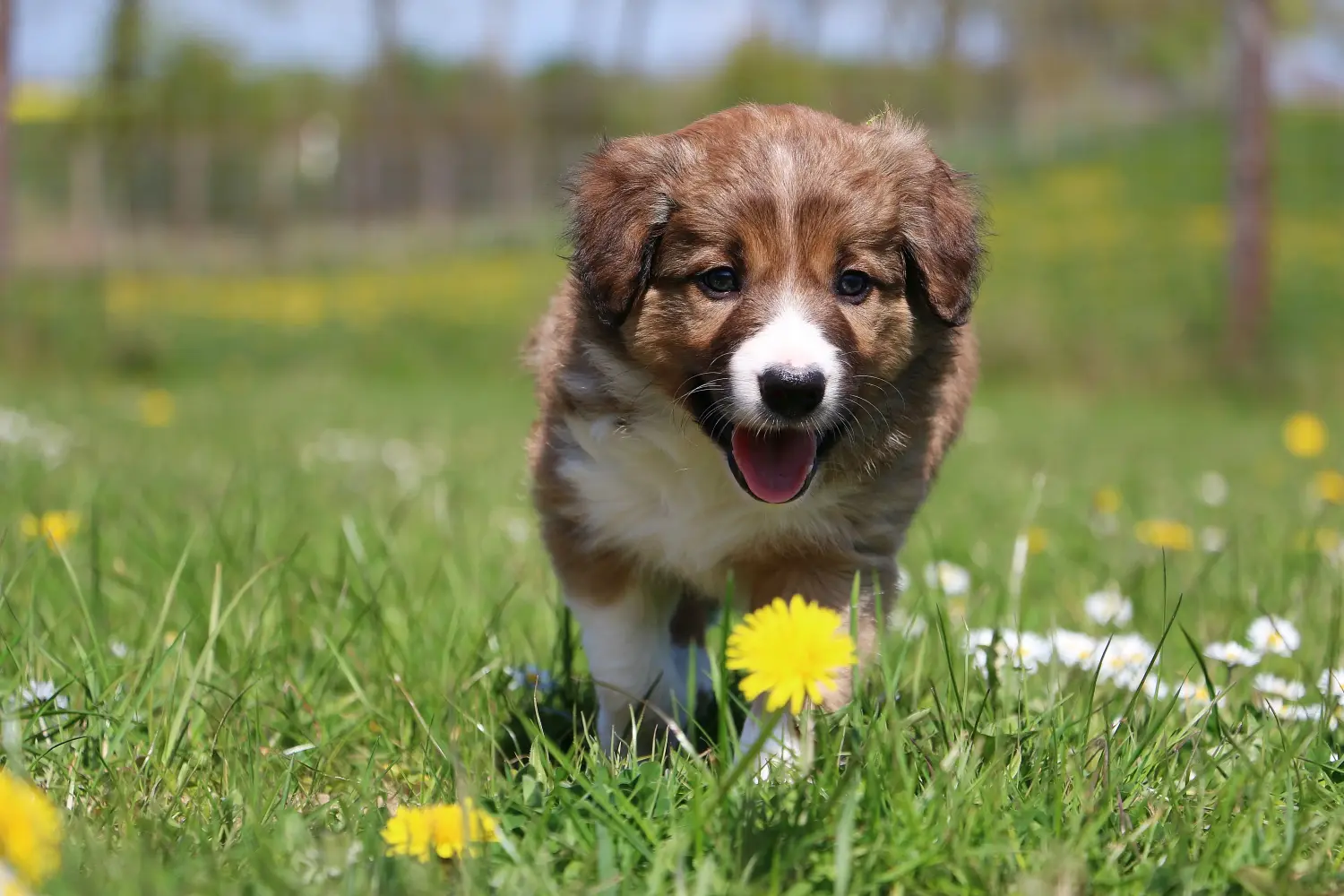 Bir Border Collie yavrusu satın almak sorumluluk almak demektir! Border Collie yavru köpek satın alın.